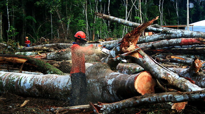 Bahia lidera redução histórica no desmatamento do Cerrado e Amazônia