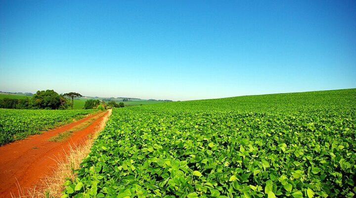 Soja no Oeste Baiano: A Nova Fronteira Agrícola do Brasil